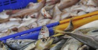 Etal de poisson sur le marché d'Arles